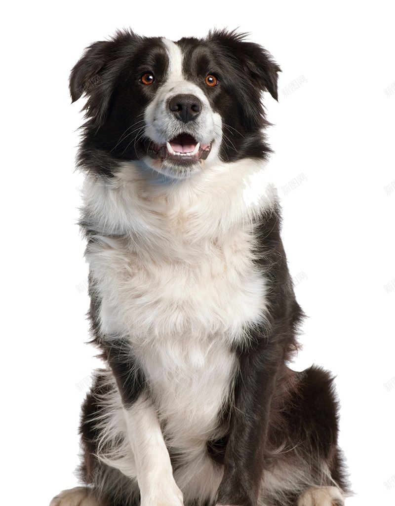 狗犬png免抠素材_新图网 https://ixintu.com 犬 狗