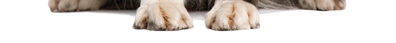狗犬png免抠素材_新图网 https://ixintu.com 犬 狗