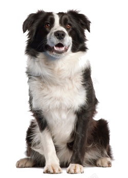 狗犬素材
