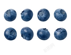 越橘蓝色浆果蓝莓blueberry的复数素材