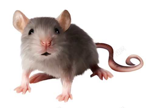 Ratmousepng免抠素材_新图网 https://ixintu.com Rat mouse