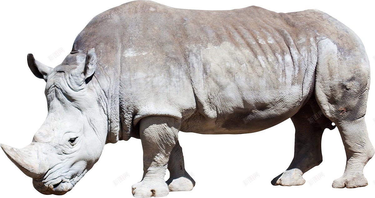 同rhinoceros犀犀牛png免抠素材_新图网 https://ixintu.com 同rhinoceros 犀犀牛