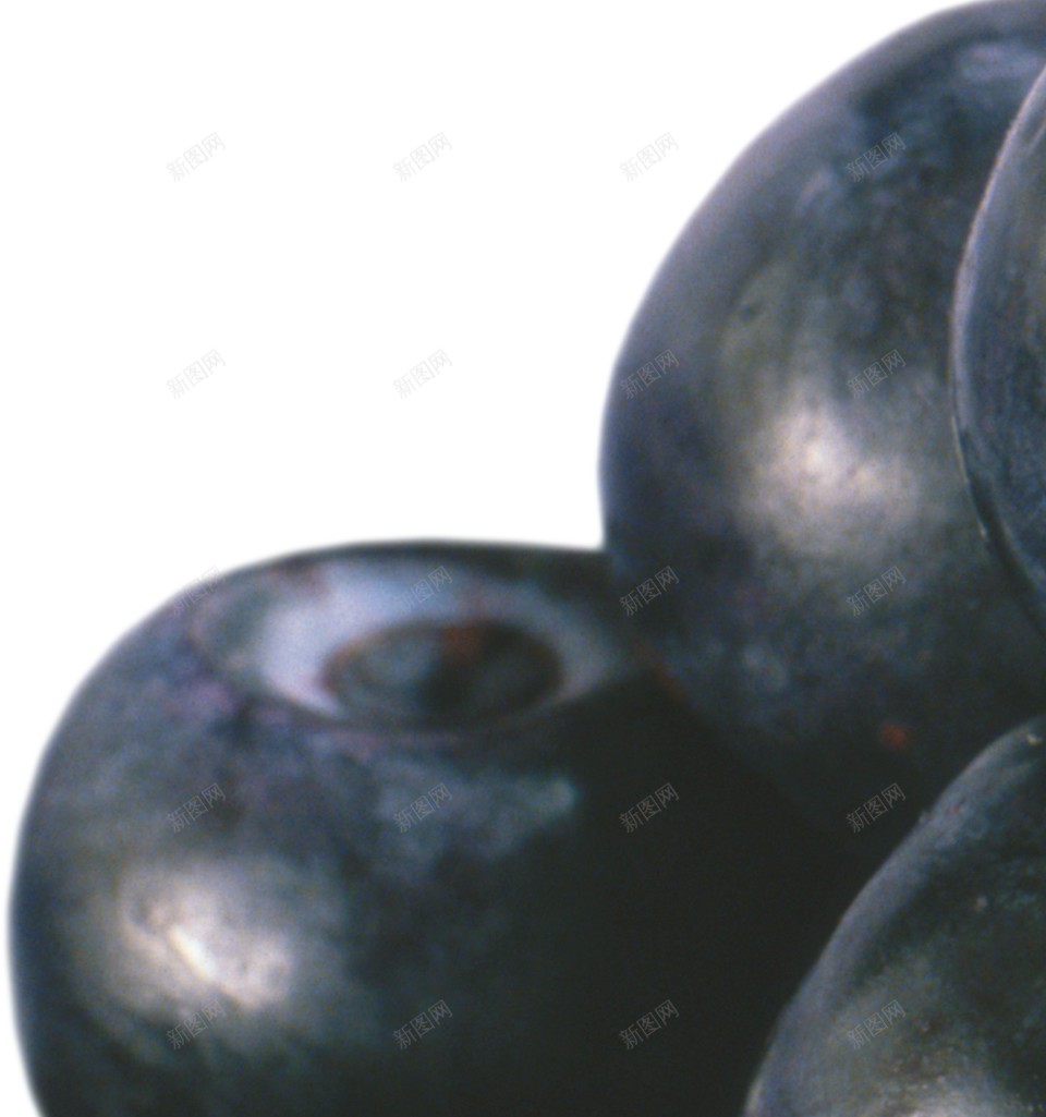 越橘蓝色浆果蓝莓blueberry的复数png免抠素材_新图网 https://ixintu.com blueberry的复数 越橘蓝色浆果蓝莓
