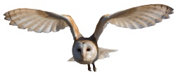 猫头鹰鸮owl的复数素材