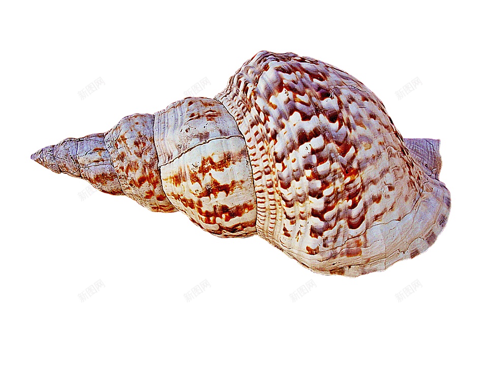 海螺壳海螺png免抠素材_新图网 https://ixintu.com 海螺 海螺壳