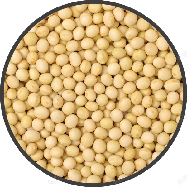 大豆黄豆png免抠素材_新图网 https://ixintu.com 大豆 黄豆
