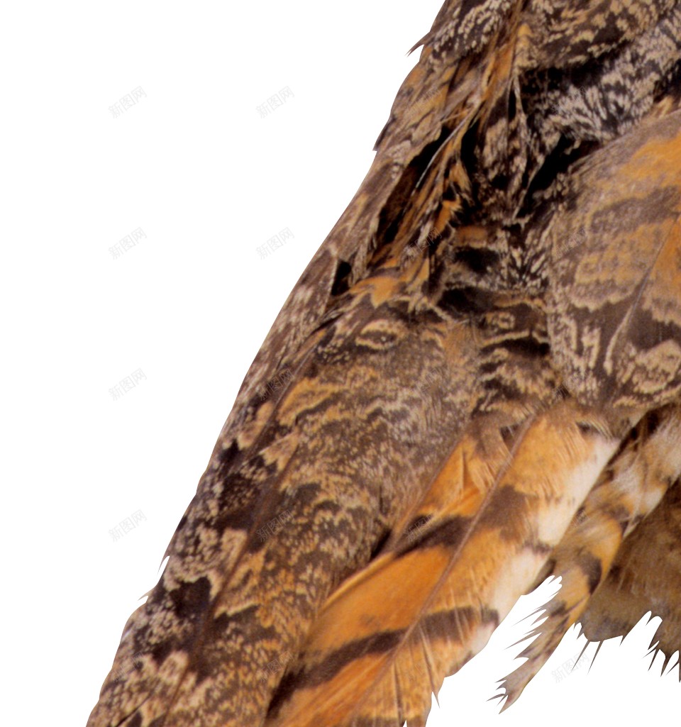 猫头鹰鸮owl的复数png免抠素材_新图网 https://ixintu.com owl的复数 猫头鹰鸮
