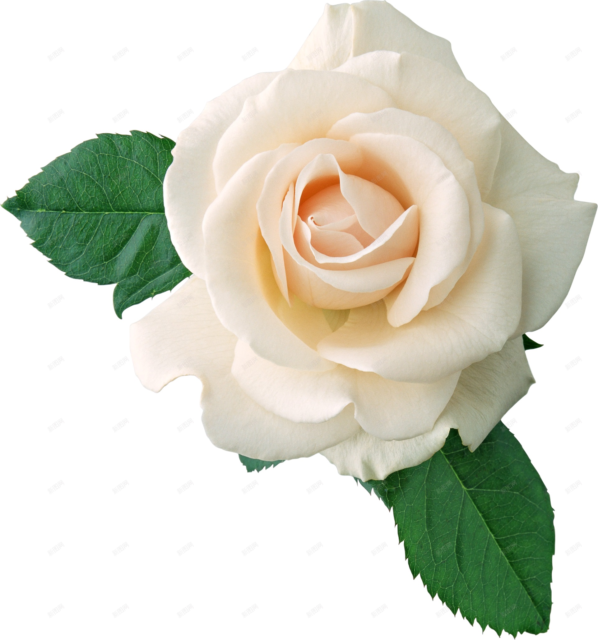 白玫瑰图片_家庭盆栽的白玫瑰图片大全 - 花卉网