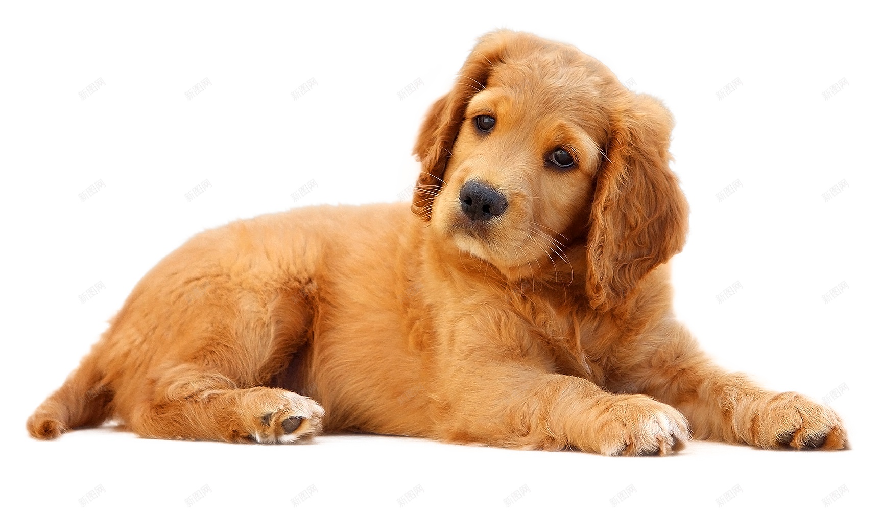 狗犬png免抠素材_新图网 https://ixintu.com 犬 狗