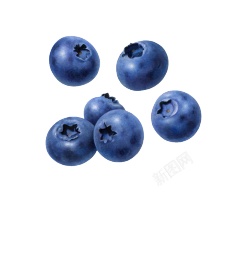 越橘蓝色浆果蓝莓blueberry的复数素材