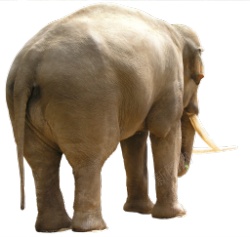 象elephant的复数素材
