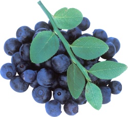 越橘蓝色浆果蓝莓blueberry的复数素材