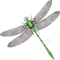 蜻蜓png免抠素材_新图网 https://ixintu.com 蜻蜓