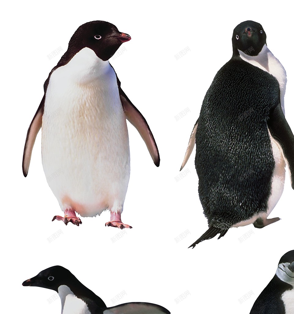 企鹅penguin的复数png免抠素材_新图网 https://ixintu.com penguin的复数 企鹅