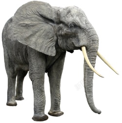 象elephant的复数素材
