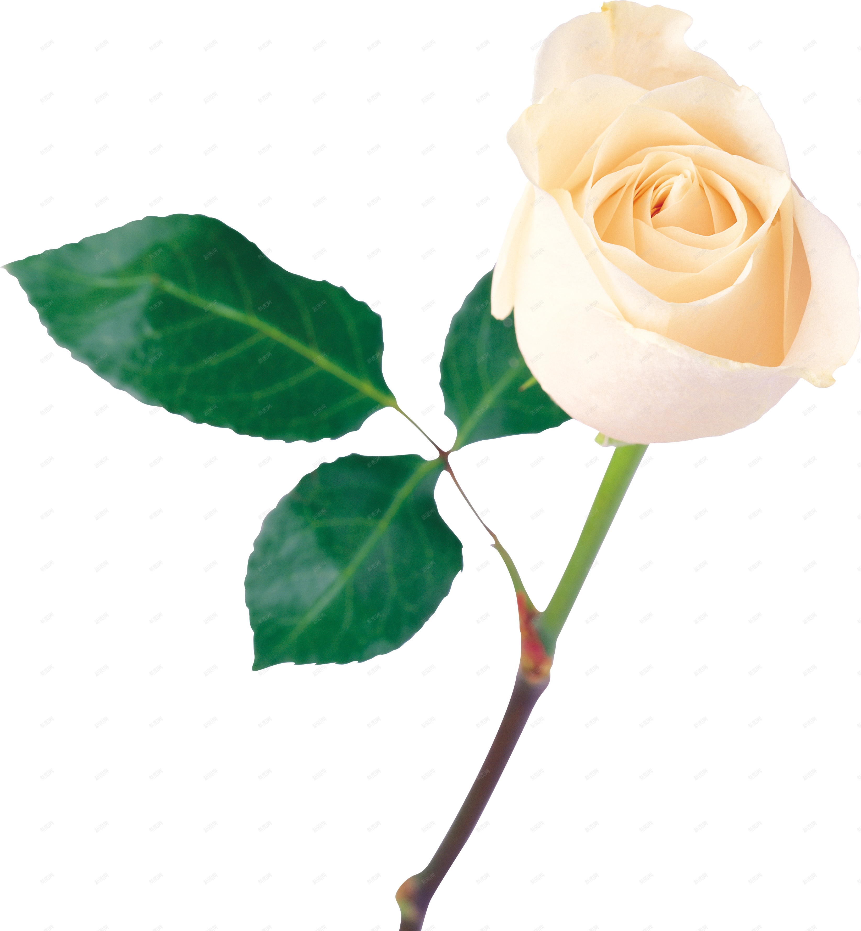 白玫瑰图片_白玫瑰的花朵图片大全 - 花卉网