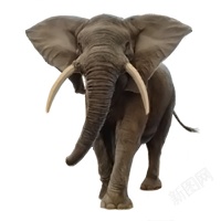 象elephant的复数素材