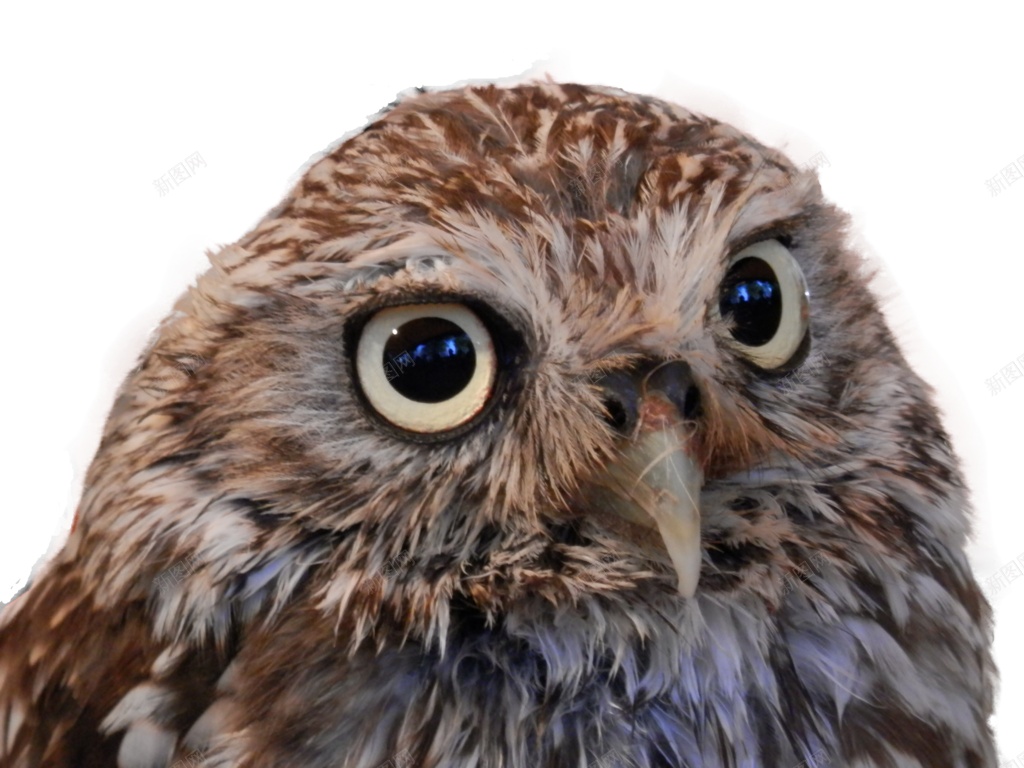 猫头鹰鸮owl的复数png免抠素材_新图网 https://ixintu.com owl的复数 猫头鹰鸮