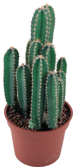 仙人掌科植物仙人掌素材