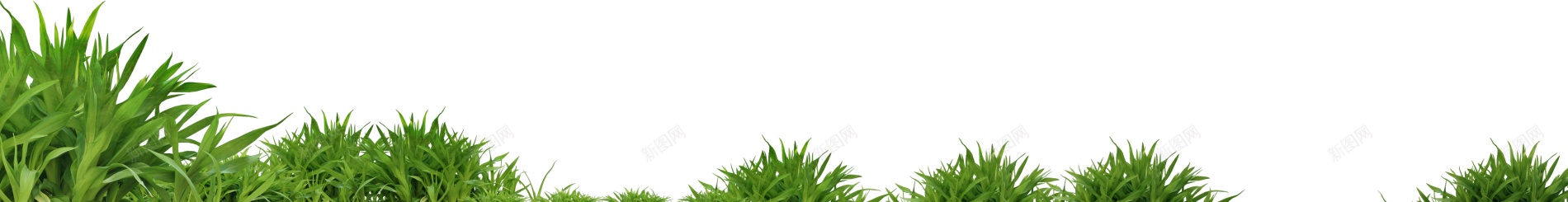草青草png免抠素材_新图网 https://ixintu.com 草 青草