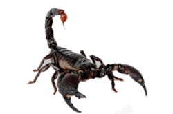蝎子scorpion的复数素材