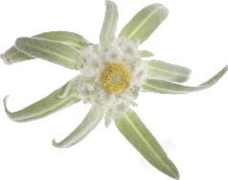 火绒草火绒草雪绒花高清图片