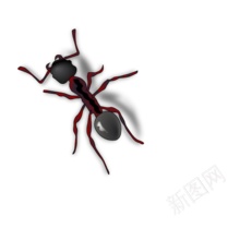 蚂蚁ant的复数png免抠素材_新图网 https://ixintu.com ant的复数 蚂蚁