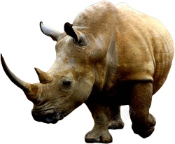 同rhinoceros犀犀牛素材