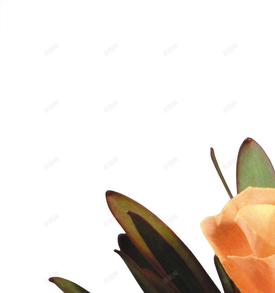 一瓶鲜花装饰图png免抠素材_新图网 https://ixintu.com  鲜花 一束 橘红色花朵 艺术 球形花瓶 陶瓷花瓶 插花 小清新 摆件 美观 装饰图