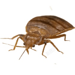 臭虫素材