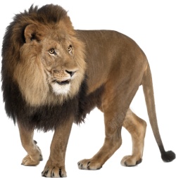 狮狮子素材