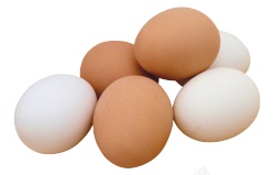 蛋卵素材