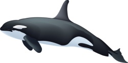 鲸捕鲸素材