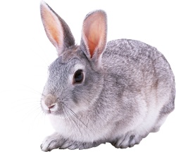 兔野兔素材