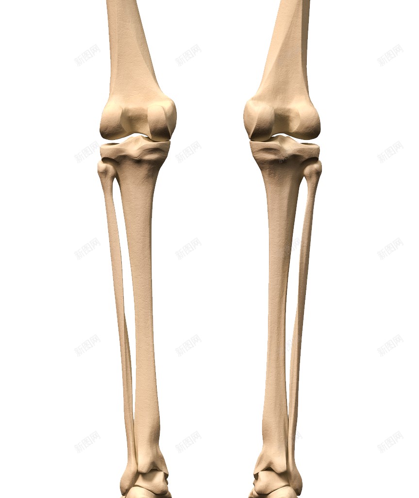 骨骼骨架png免抠素材_新图网 https://ixintu.com 骨架 骨骼