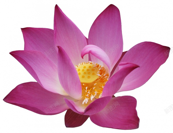 手绘红色莲花图案png免抠素材_新图网 https://ixintu.com 卡通 可爱 夏天 夏季 插画 池塘 荷叶 开放 荷花 精美 莲花  纯洁 