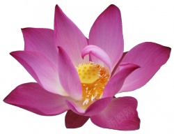手绘红色莲花图案素材