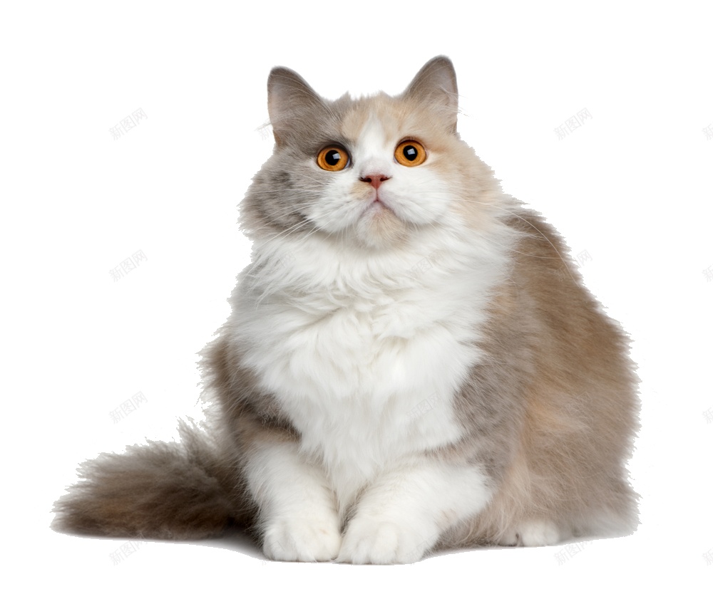 猫猫科动物png免抠素材_新图网 https://ixintu.com 猫 猫科动物