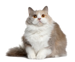 猫猫科动物素材