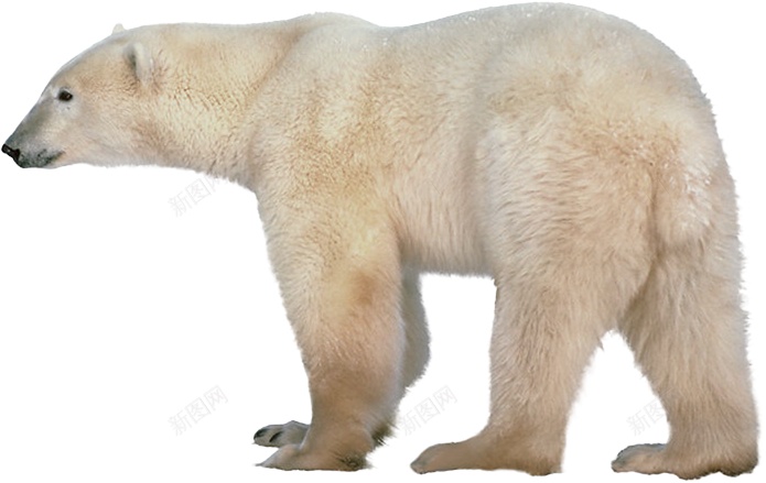 北极熊白熊png免抠素材_新图网 https://ixintu.com 北极熊 白熊