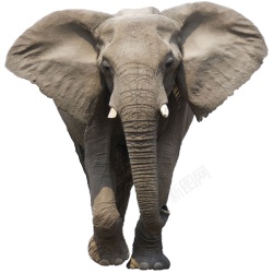 象elephant的复数素材