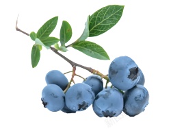 越橘蓝色浆果蓝莓blueberry的复数素材