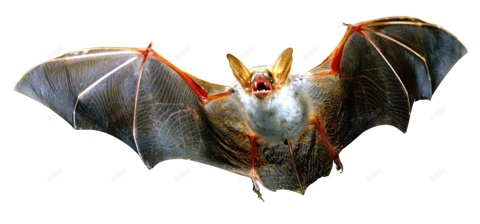 动物蝙蝠图案png免抠素材_新图网 https://ixintu.com  蝙蝠 元素 写实 动物 哺乳动物 生动 图案 装饰