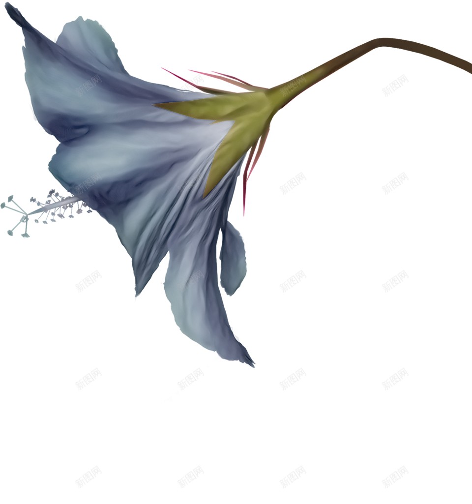 风铃草属吊钟花png免抠素材_新图网 https://ixintu.com 吊钟花 风铃草属