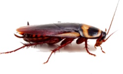 长触角害虫蟑螂长触角恶心昆虫图高清图片