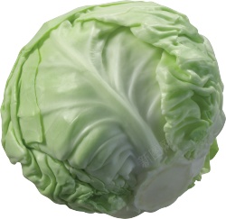 甘蓝卷心菜素材