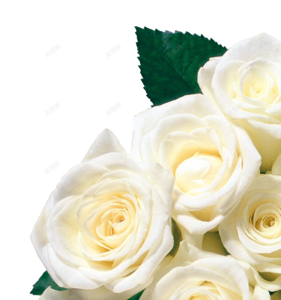 白玫瑰白色玫瑰png免抠素材_新图网 https://ixintu.com 白玫瑰 白色玫瑰