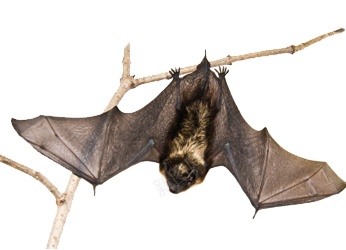 动物蝙蝠图案png免抠素材_新图网 https://ixintu.com  蝙蝠 元素 写实 动物 哺乳动物 倒挂 生动 图案 装饰