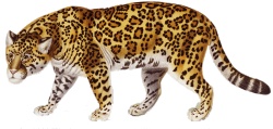 美洲虎美洲豹美洲虎高清图片