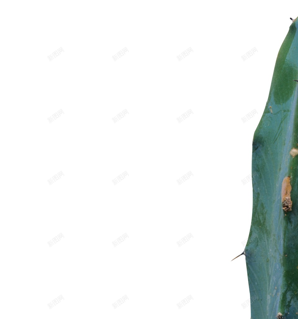 仙人掌科植物仙人掌png免抠素材_新图网 https://ixintu.com 仙人掌 仙人掌科植物